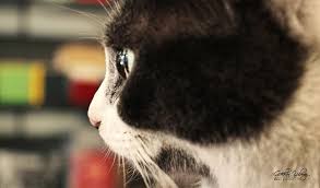 Duman Kedi Cat Cats Kediler Pets Canonturkiye Canon Canon550d Photography Portre Portrait Istos Hayvan Hayvanlar Cats