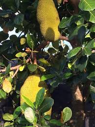 Image result for Artocarpus heterophyllus