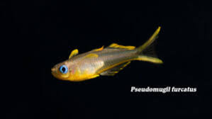 Image result for Tetrapogon tenellus