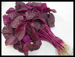 Image result for Amaranthus