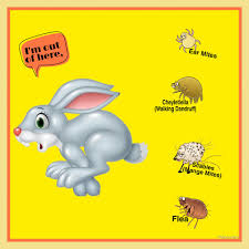 Image result for scabies rabbits ears