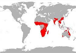 Image result for Aponogeton desertorum