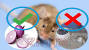 What Do Mice Hate