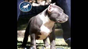 Blue nose pits are very fascinating to a lot of people because this is a color that cannot be found in many dog breeds. Pitbull Puppies For Sale The Largest Bully Blue Pitbull Bgk S The Rock Bully Blue Pitbull Puppy Youtube