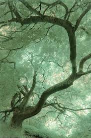 Reality And Dreams Collide Bluedivagal Bluedivadesigns Wordpress Com Nature Tree Beautiful Tree Nature
