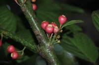 Image result for Monimiaceae