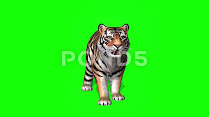 Hours of tutorial which explains step by step how to do the mapping, which is one of the most difficult things to do in the world of 3d and visual. 3d Kid Bengal Tiger Front View On Green Screen Stock Footage Ad Tiger Front Kid Bengal Bengal Tiger Wild Cats Greenscreen