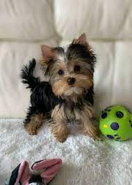 Alex Male Goldendoodle Pupper For Sale At Grabill Indiana Vip Puppies Teacup Yorkie Puppy Yorkie Puppy For Sale Yorkie Puppy