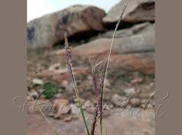 Image result for Sehima