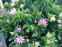 Grewia Occidentalis Caffra Lavender Star Flower Crossberry Rankrosyntjie Kruisbessie 2 4 M Evergreen Nursery Garden Pottery Patio Trees