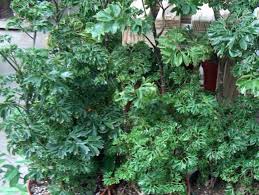 Image result for Polyscias fruticosa