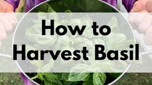 How to harvest dill seeds for planting. How To Harvest Dill Without Killing The Plant Together Time Family