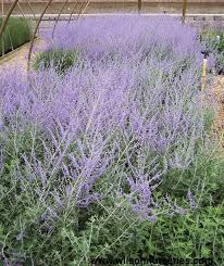 We did not find results for: Russian Sage Wilson Nurseries