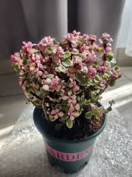 Image result for Portulacaria