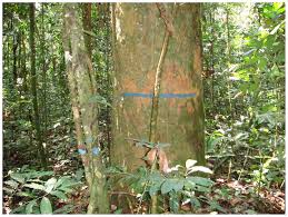 Image result for Gilbertiodendron dewevrei