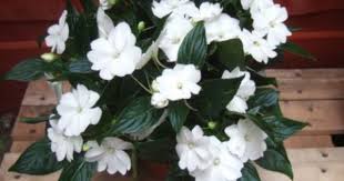 New guinea impatiens are herbaceous annual flowers that typically grow to about 24 inches in height. Pin On Colors