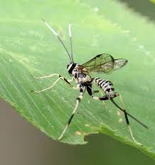 Black And White Wasp Like Insect Uk Ichneumon Wasp At Quick Pond Insect Photos Wasp Insect Collection