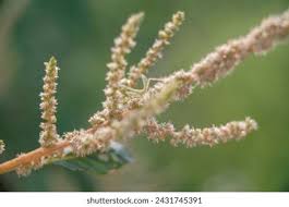 Image result for Phragmanthera cornetii