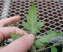 Image result for tomato seedling xanthomonas vesicatoria