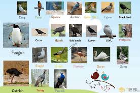 bird names list of birds with useful birds images 7 e s l