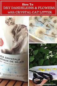 How To Dry Dandelion Clocks And Flowers Using Crystal Cat Litter Flower Resin Jewelry Dandelion How To Preserve Flowers