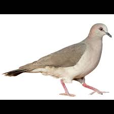 Image result for Lepidagathis pallescens