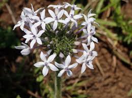 Image result for Pentanisia