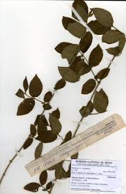 Image result for Rytigynia sp. C