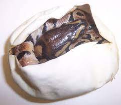 2006 Normal Ball Python Hatchling In Egg Pretty Snakes Ball Python Hatchling