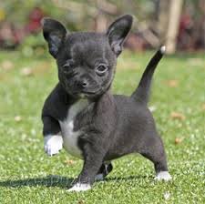 Give a puppy a forever home or rehome a rescue. Chihuahua World Uk Chihuahua World Uk