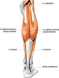 These muscles are located on the outter thigh area of the leg anatomy. Muscle Diagram Skeletal Muscles Changing Shape