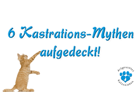 Deshalb gilt für katzen, genau wie für menschen: 6 Kastration Mythen Aufgedeckt Artgerechtes Katzenleben De
