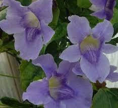 Image result for Thunbergianthus