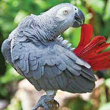 Aspergillosis may be acute or chronic. Aspergillosis In Birds