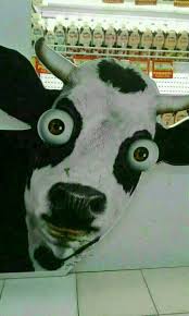  42 Meme Ideas In 2021 Meme Faces Stupid Memes Cute Memes