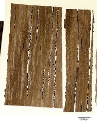 Image result for Diospyros mweroensis