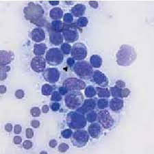 Cats with sudden abdominal signs of unknown cause, and those that continue to worsen, may also require surgery. Pdf Cytology Of Abdominal Masses In Cats