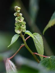 Image result for Acalypha ornata