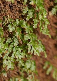 Image result for Trichomanes