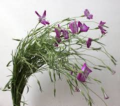 Image result for Agrostemma