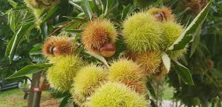 Im sommer brauchen wir schutz vor überhitzung, im winter vor unterkühlung. Frische Kastanien In Onsbach Beim Huberhof Kaufen