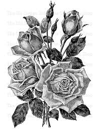 Pin By Demetra Lapata On Flower Ink Drawings Vintage Floral Tattoos Flower Illustration Black And White Roses