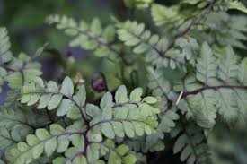 Image result for Athyrium annae