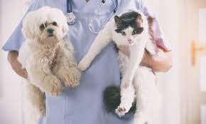 Affordable we are passionate about making high quality veterinary care accessible to everyone in union city and san jose. Aurora North Pet Clinic Vet Clinic In Aurora Ontario Pet Surgery