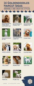 Goldendoodle haircuts goldendoodle hairstyles for your. Goldendoodles Haircut Ideas Addorable And Creative Styles