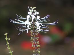 Image result for Orthosiphon schimperi