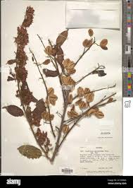 Image result for Combretum paniculatum