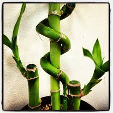 The best way to care for them is up for debate: Care Growth And Meaning Of Lucky Bamboo Dengarden