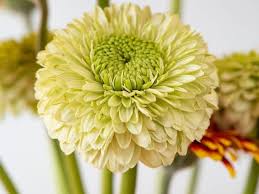 Check spelling or type a new query. 21 Beautiful Green Flowers With Names And Pictures Florgeous