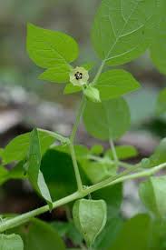 Image result for Physalis pubescens